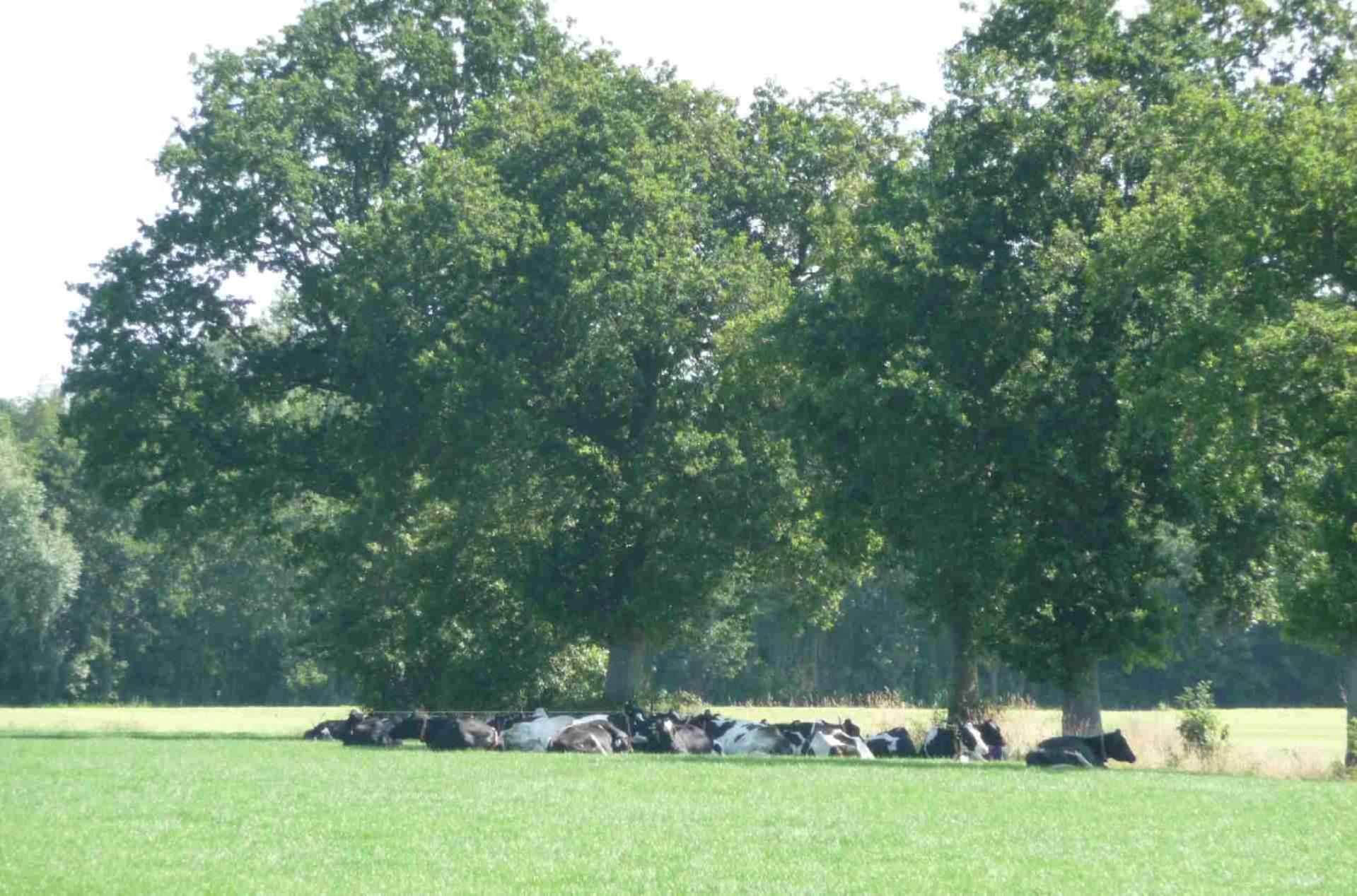 Hofstay195 Achterveld ภายนอก รูปภาพ